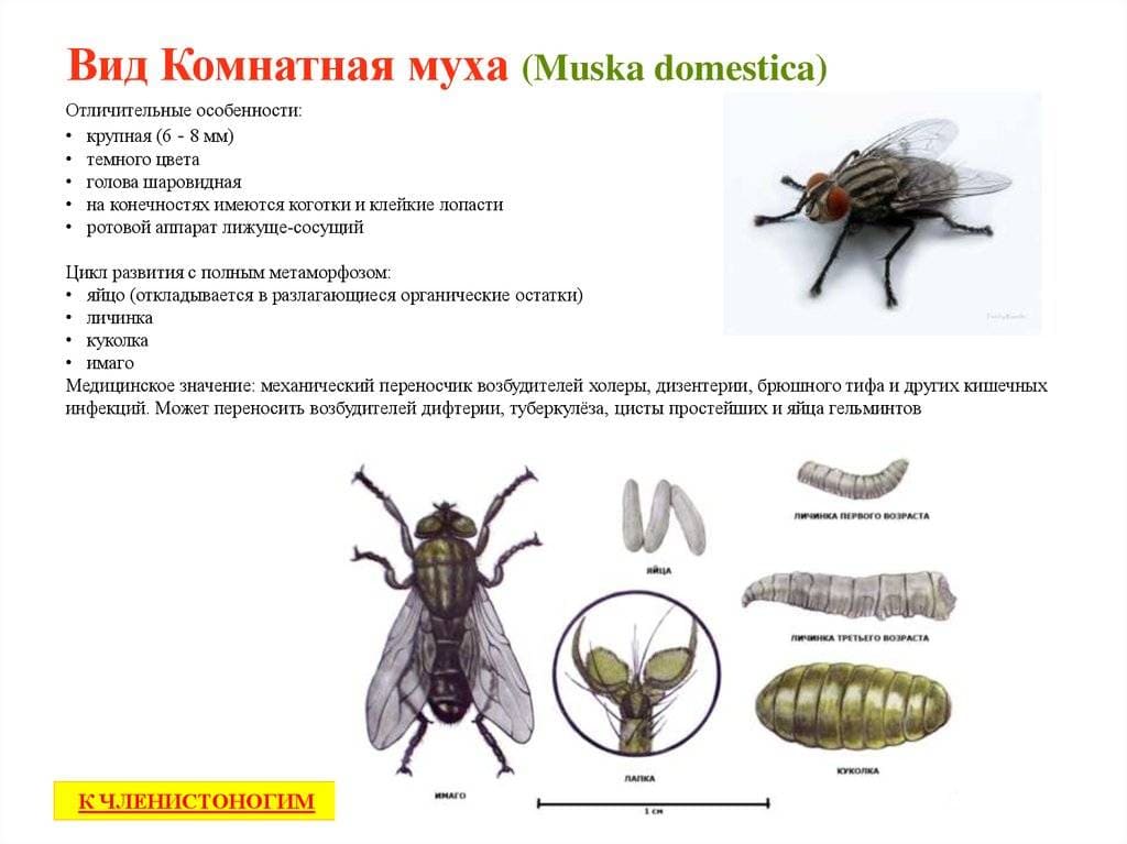 На фото описана информация про комнатную муху